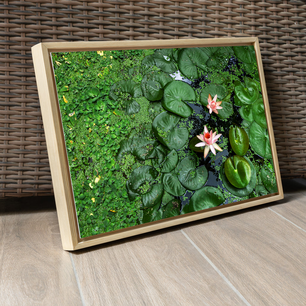Pink Lotus Blooming in a Sea of Green – Lotus Pond Aerial View | Fine Art Wall Photography Print