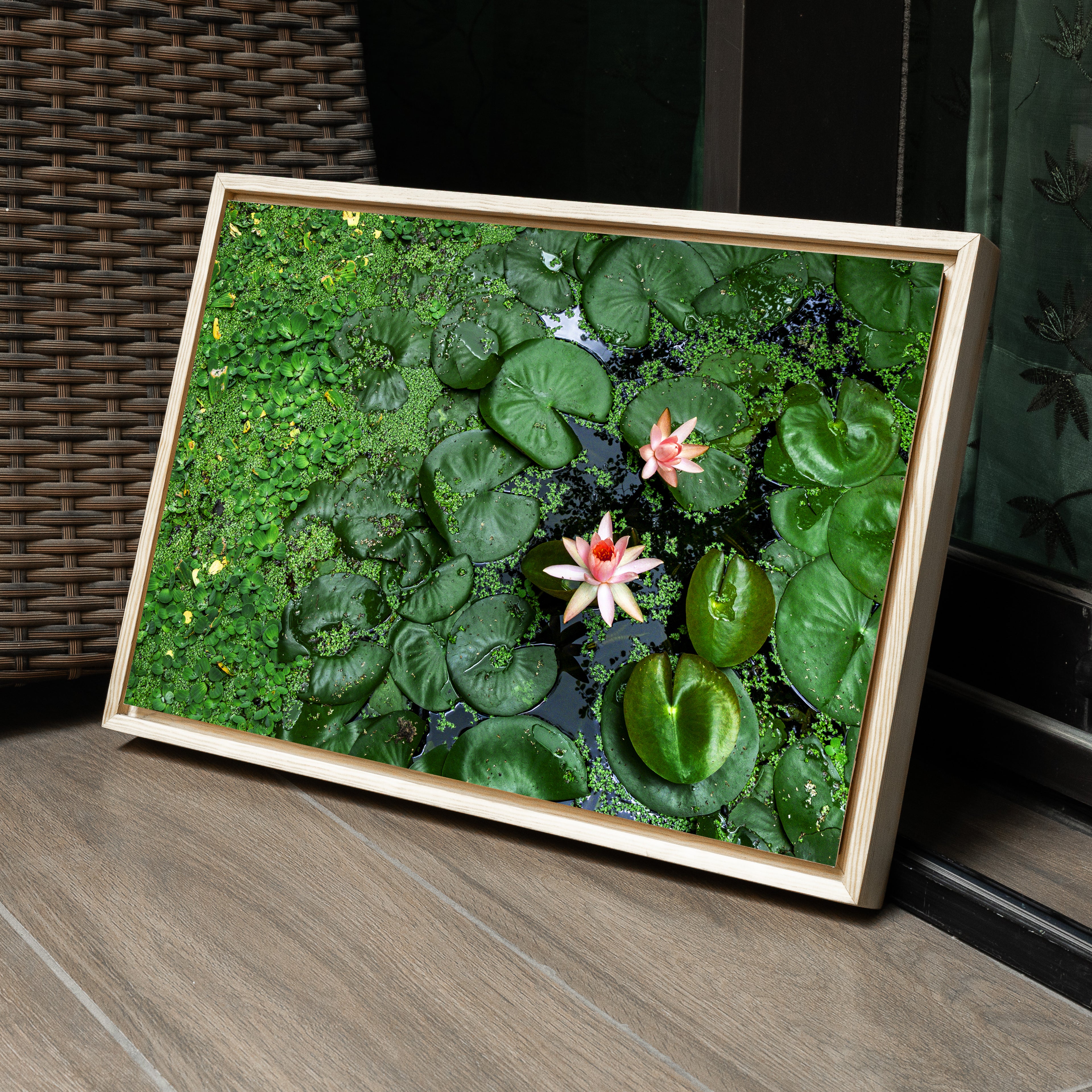 Pink Lotus Blooming in a Sea of Green – Lotus Pond Aerial View | Fine Art Wall Photography Print