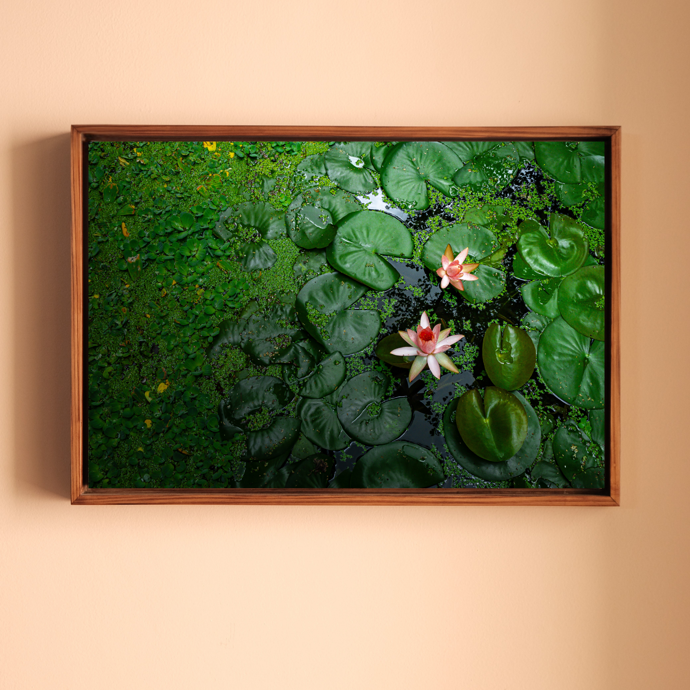 Pink Lotus Blooming in a Sea of Green – Lotus Pond Aerial View | Fine Art Wall Photography Print