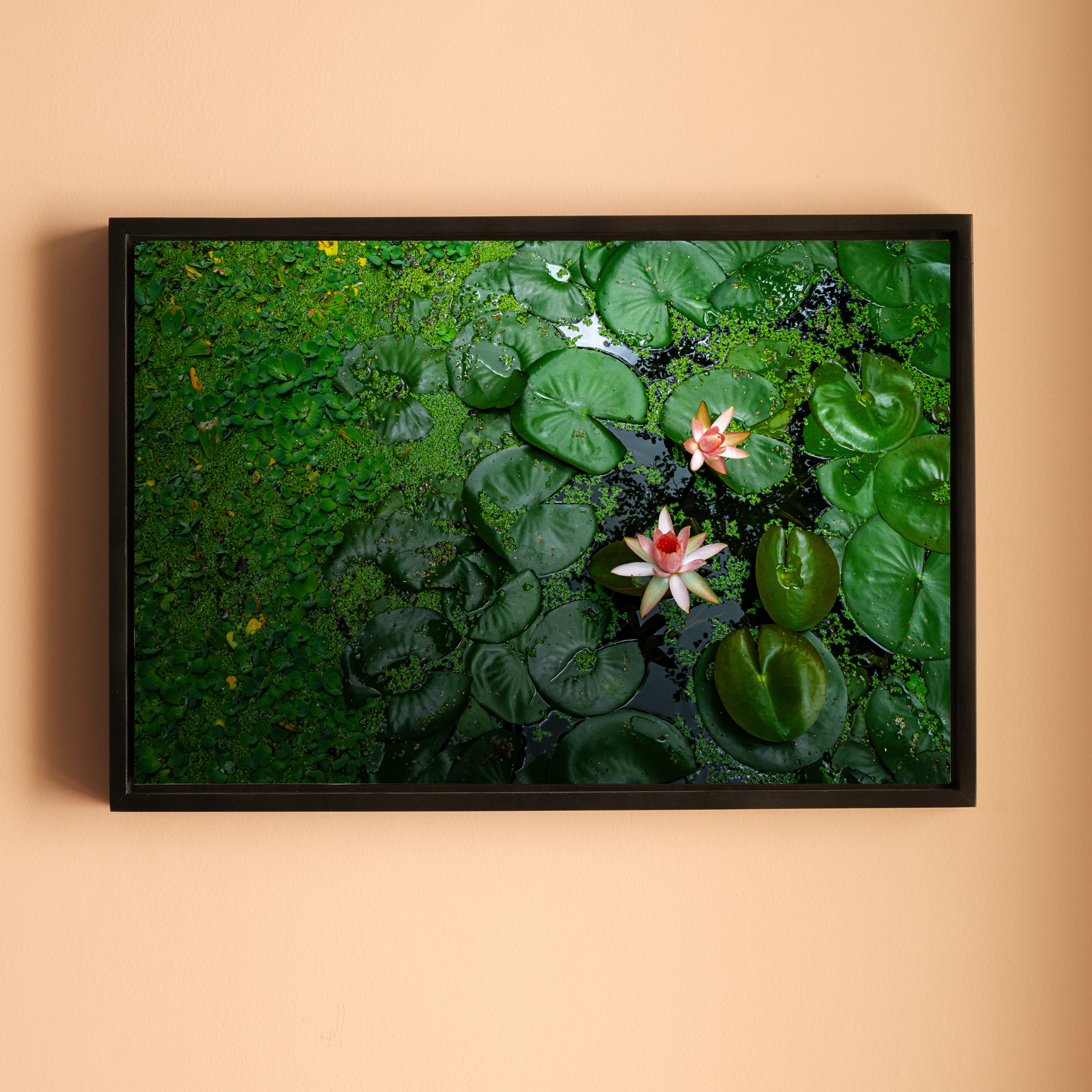 Pink Lotus Blooming in a Sea of Green – Lotus Pond Aerial View | Fine Art Wall Photography Print