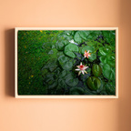Pink Lotus Blooming in a Sea of Green – Lotus Pond Aerial View | Fine Art Wall Photography Print