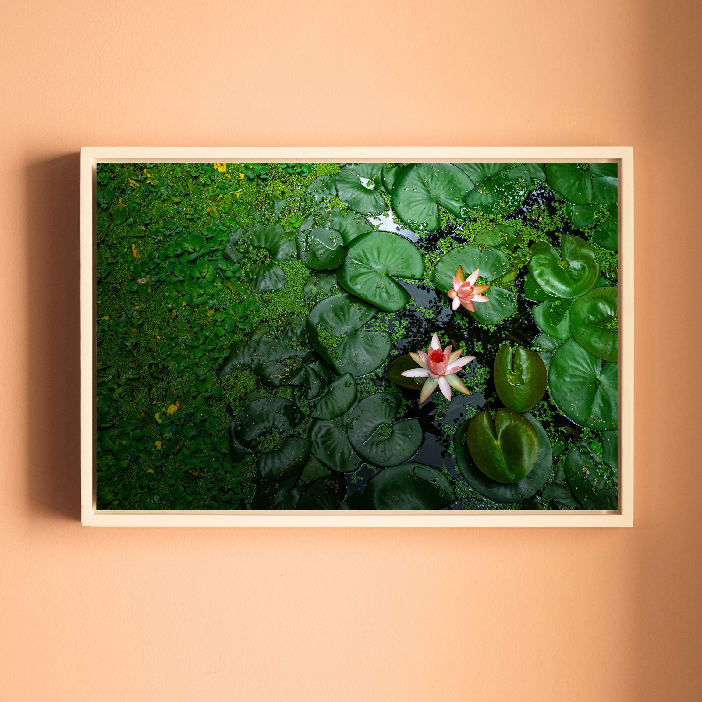 Pink Lotus Blooming in a Sea of Green – Lotus Pond Aerial View | Fine Art Wall Photography Print