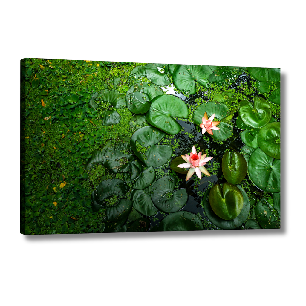 Pink Lotus Blooming in a Sea of Green – Lotus Pond Aerial View | Fine Art Wall Photography Print