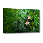 Pink Lotus Blooming in a Sea of Green – Lotus Pond Aerial View | Fine Art Wall Photography Print