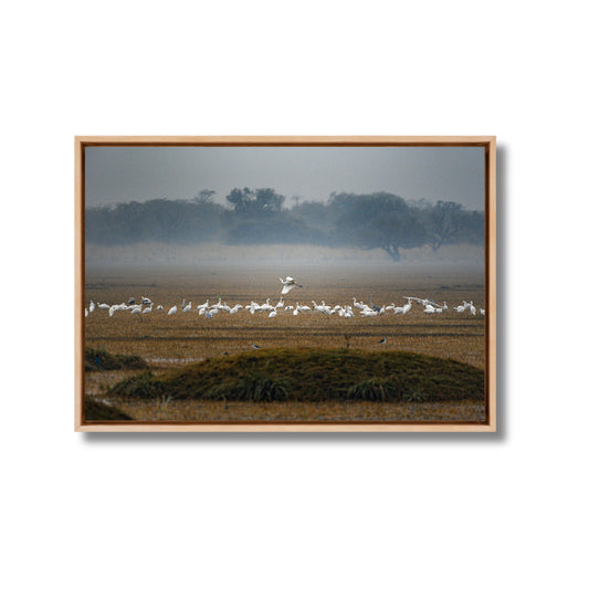Bharatpur Bird Sanctuary – Flock in the Mist, One in Flight | Fine Art Wall Photography Print