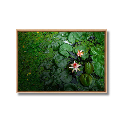 Pink Lotus Blooming in a Sea of Green – Lotus Pond Aerial View | Fine Art Wall Photography Print