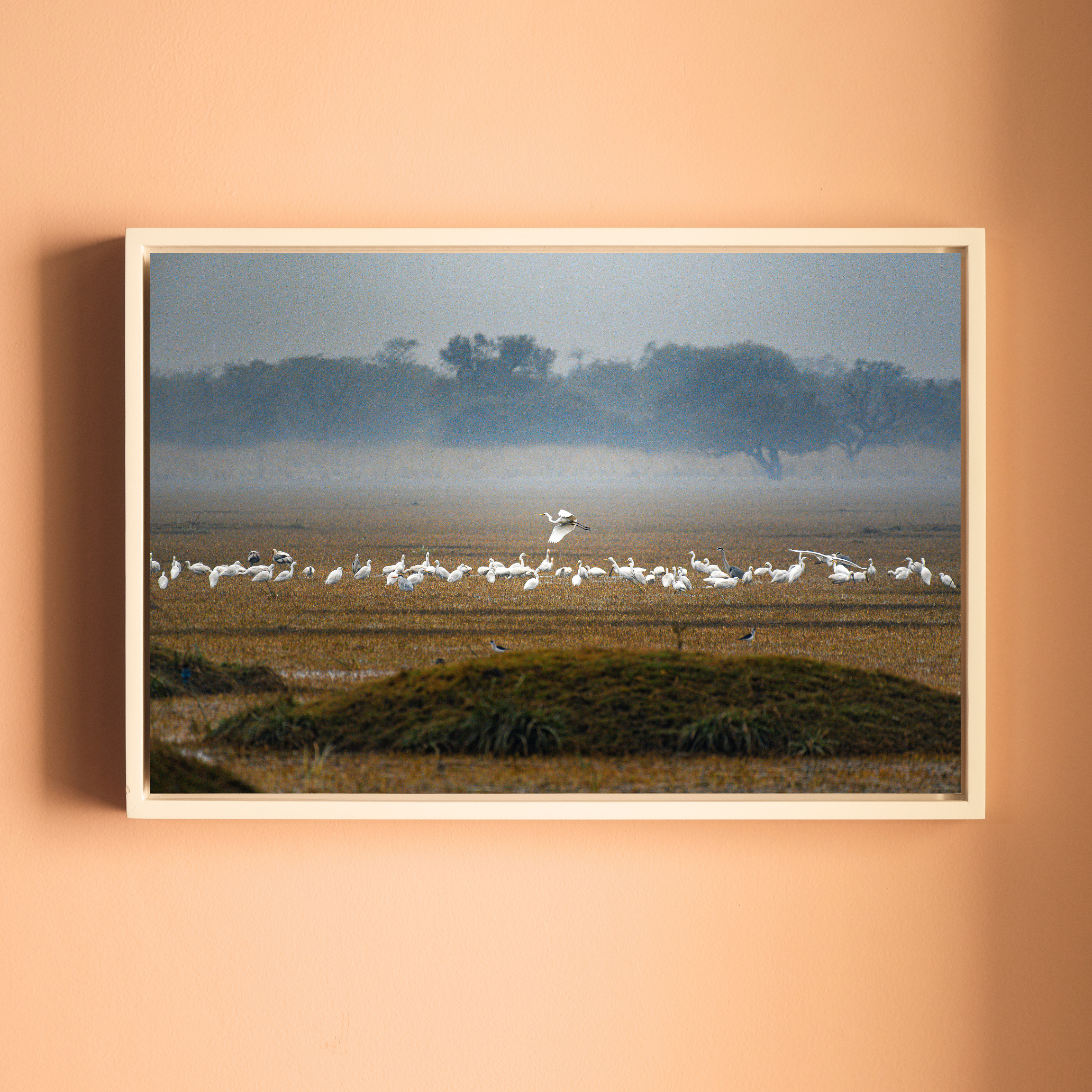 Bharatpur Bird Sanctuary – Flock in the Mist, One in Flight | Fine Art Wall Photography Print