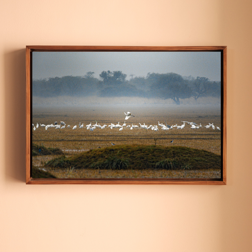 Bharatpur Bird Sanctuary – Flock in the Mist, One in Flight | Fine Art Wall Photography Print