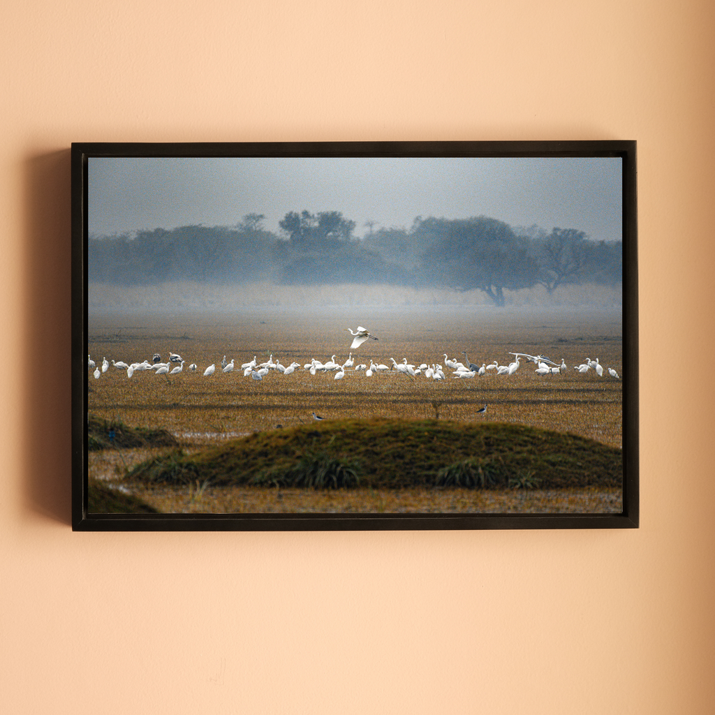 Bharatpur Bird Sanctuary – Flock in the Mist, One in Flight | Fine Art Wall Photography Print
