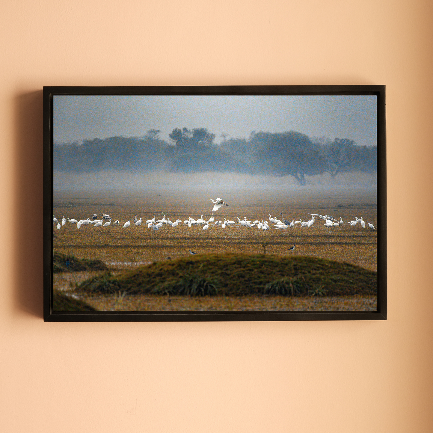 Bharatpur Bird Sanctuary – Flock in the Mist, One in Flight | Fine Art Wall Photography Print