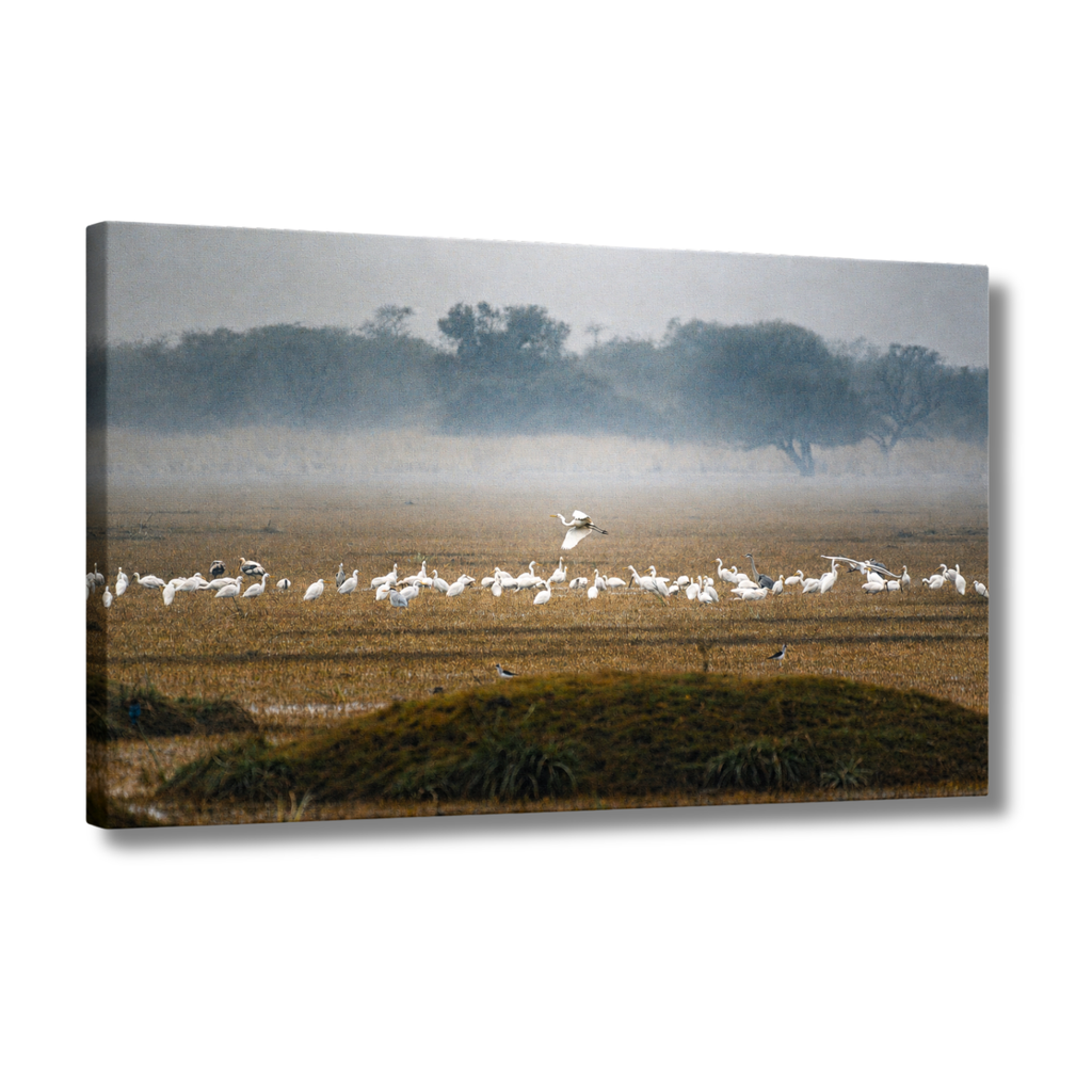 Bharatpur Bird Sanctuary – Flock in the Mist, One in Flight | Fine Art Wall Photography Print