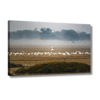 Bharatpur Bird Sanctuary – Flock in the Mist, One in Flight | Fine Art Wall Photography Print