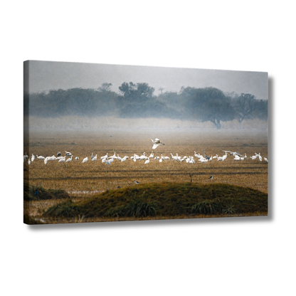 Bharatpur Bird Sanctuary – Flock in the Mist, One in Flight | Fine Art Wall Photography Print